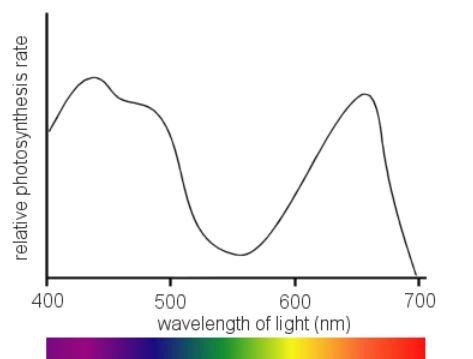 the rate of photosynthesis can be measured under different wavelengths, & the results plotted on a graph