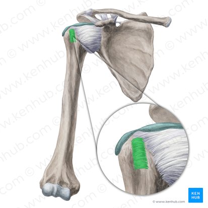 <ul><li><p>enclosing the canal of the bicipital groove</p></li></ul><p></p>
