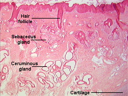 <p><span>- modified apocrine</span><br><span>- lining external ear canal</span><br><span>- secretions mix with sebum to produce cerumen (ear wax)</span><br><span>- Function: prevent debris and dust from entering canal</span></p>