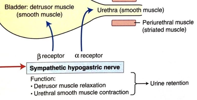 <p>via the hypogastric nerve (L1-L4)</p><p><u>beta-adrenergic receptors</u> (beta for relaxing detrusor)</p>