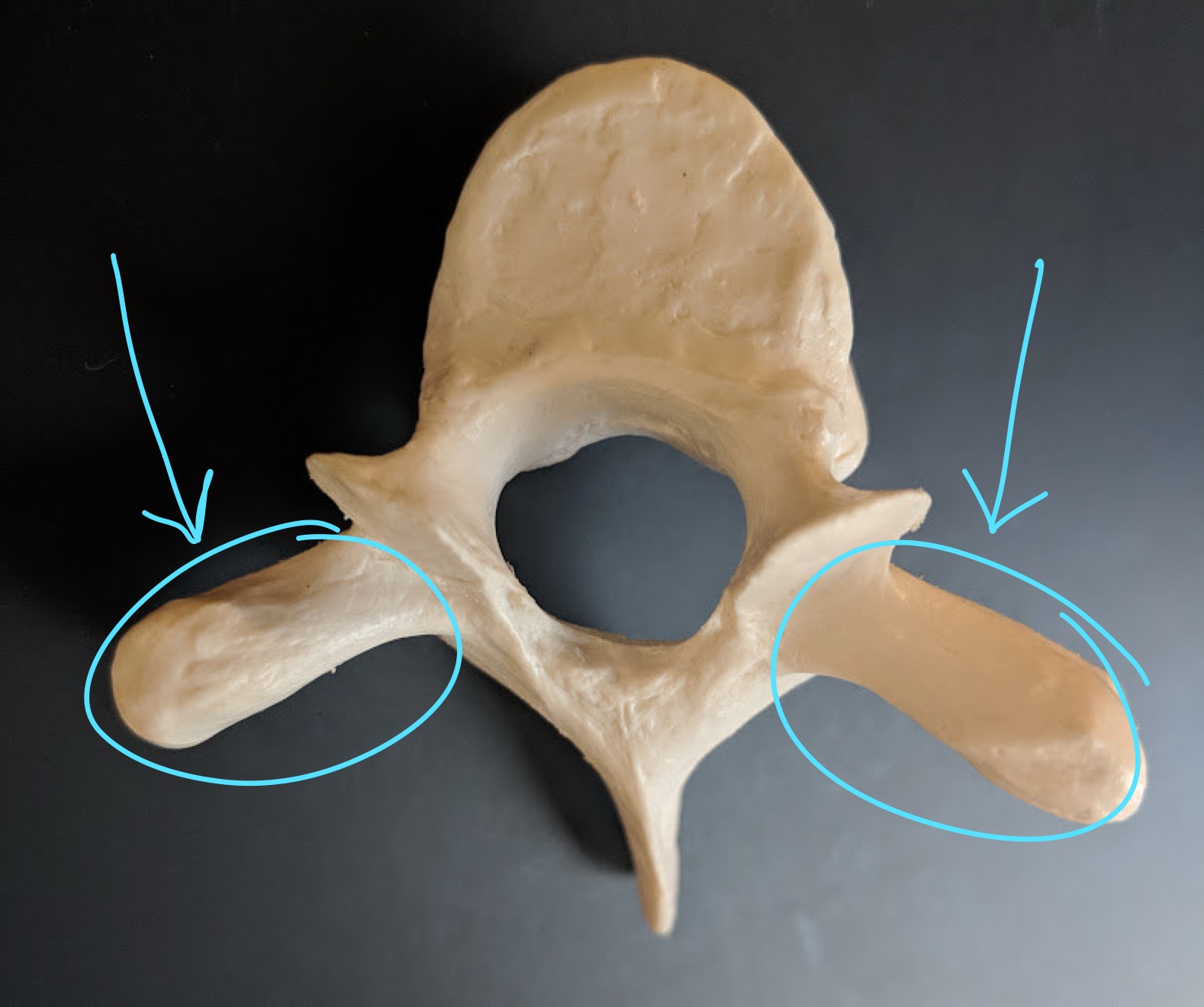 <p>Name this structure</p>