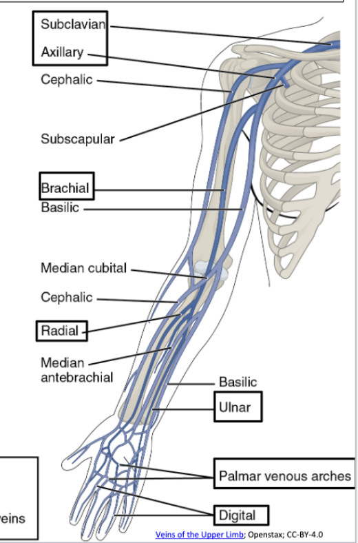 <ul><li><p>Digital veins → palmar veins → radial/ulnar veins → brachial → axillary → subclavian vein</p></li></ul><p></p>