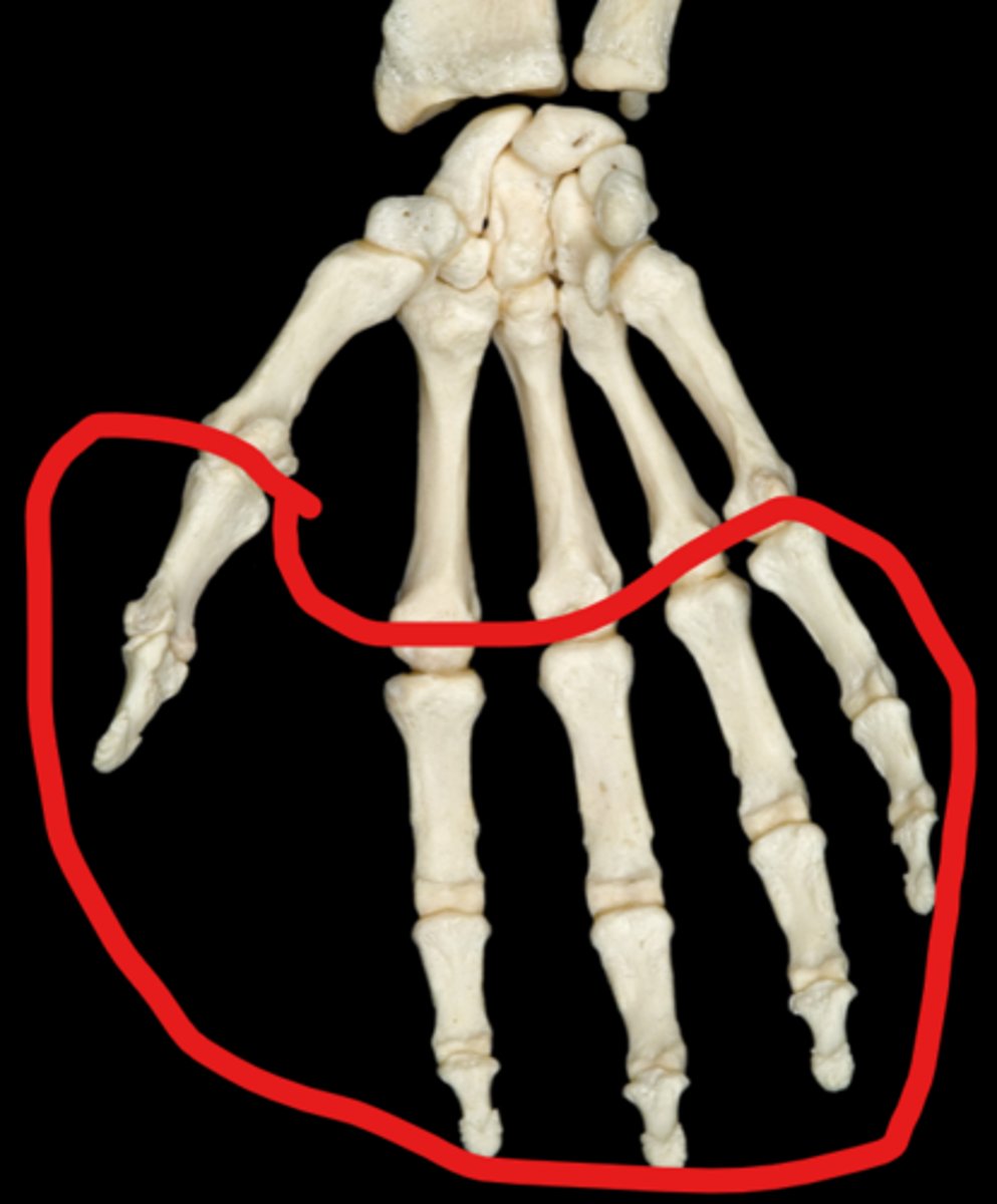 <p>14 long bones</p>