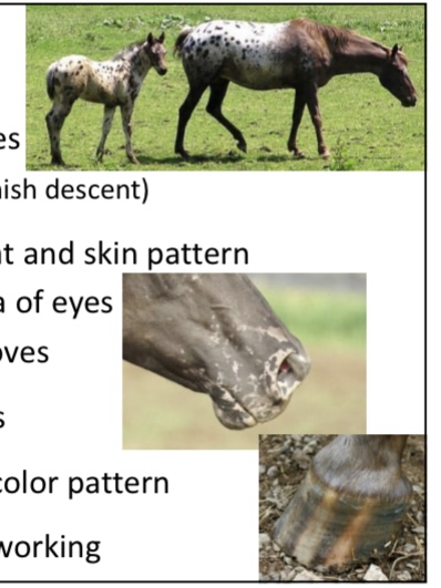 <p>HORSES: what is the breed. origin, color, body, traits, purpose?</p>