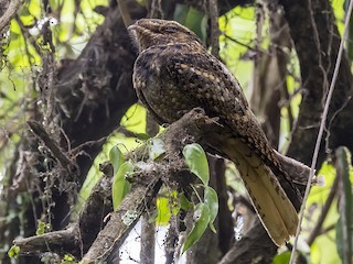 <p>Chuck-will’s-widow</p>