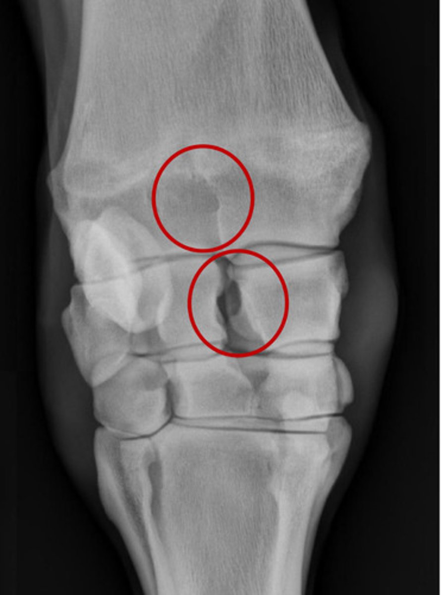 <p>What is in the bottom circle?</p>