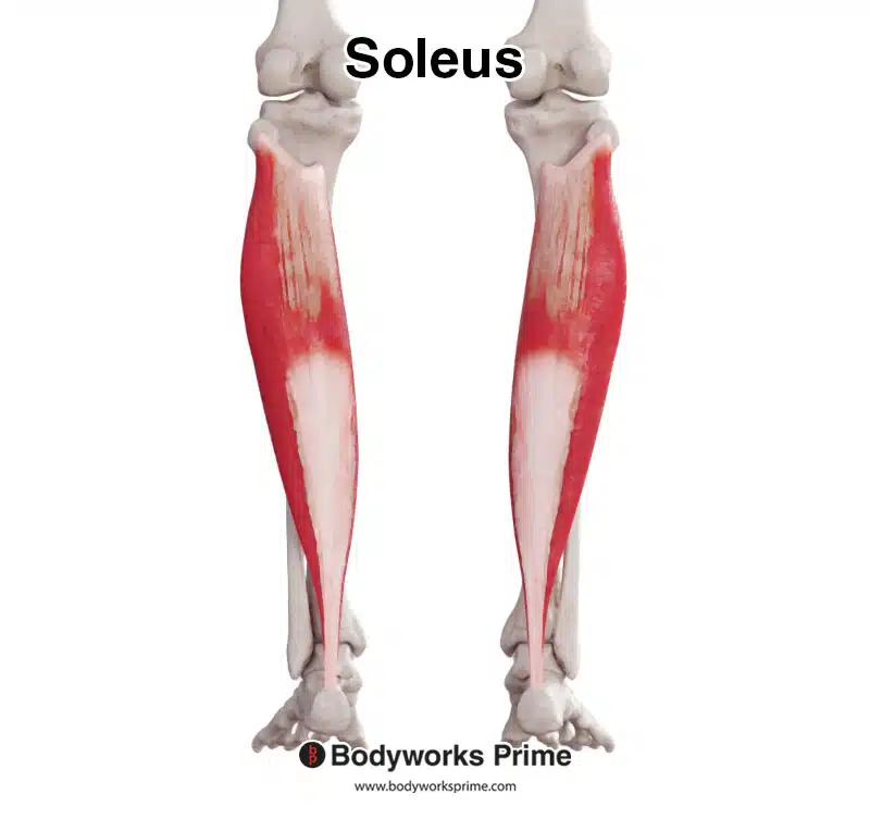 <p>Soleus </p>