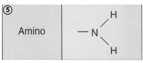 - nitrogen atom bonded to two hydrogen atoms, and to the carbon chain.-amines, like glycine, which also has a carboxylic acid → amino acid, building blocks of proteins.
