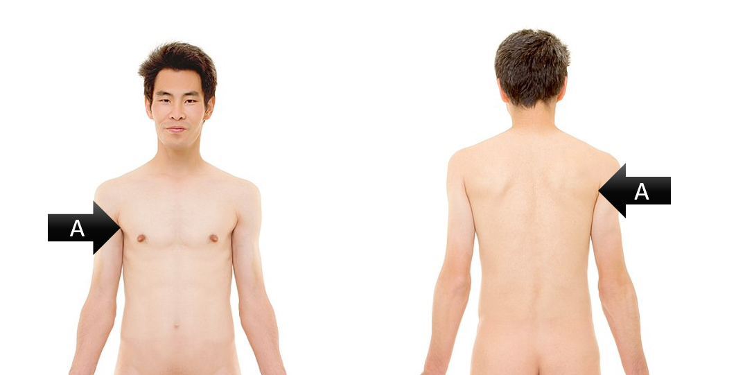 <p><span><span>Identify the gross anatomical region labeled A</span></span></p>