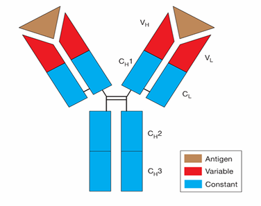 <ul><li><p>monomer</p></li><li><p>predominate Ab in the blood</p></li><li><p>also in tissues</p></li></ul><p></p>