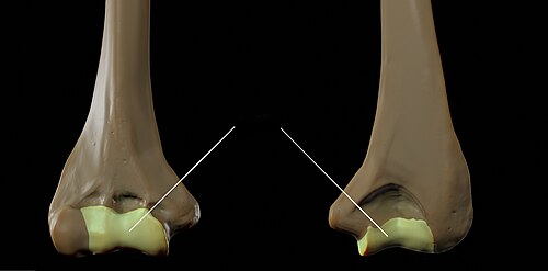 <p>a smooth, grooved process (humerus only)</p>