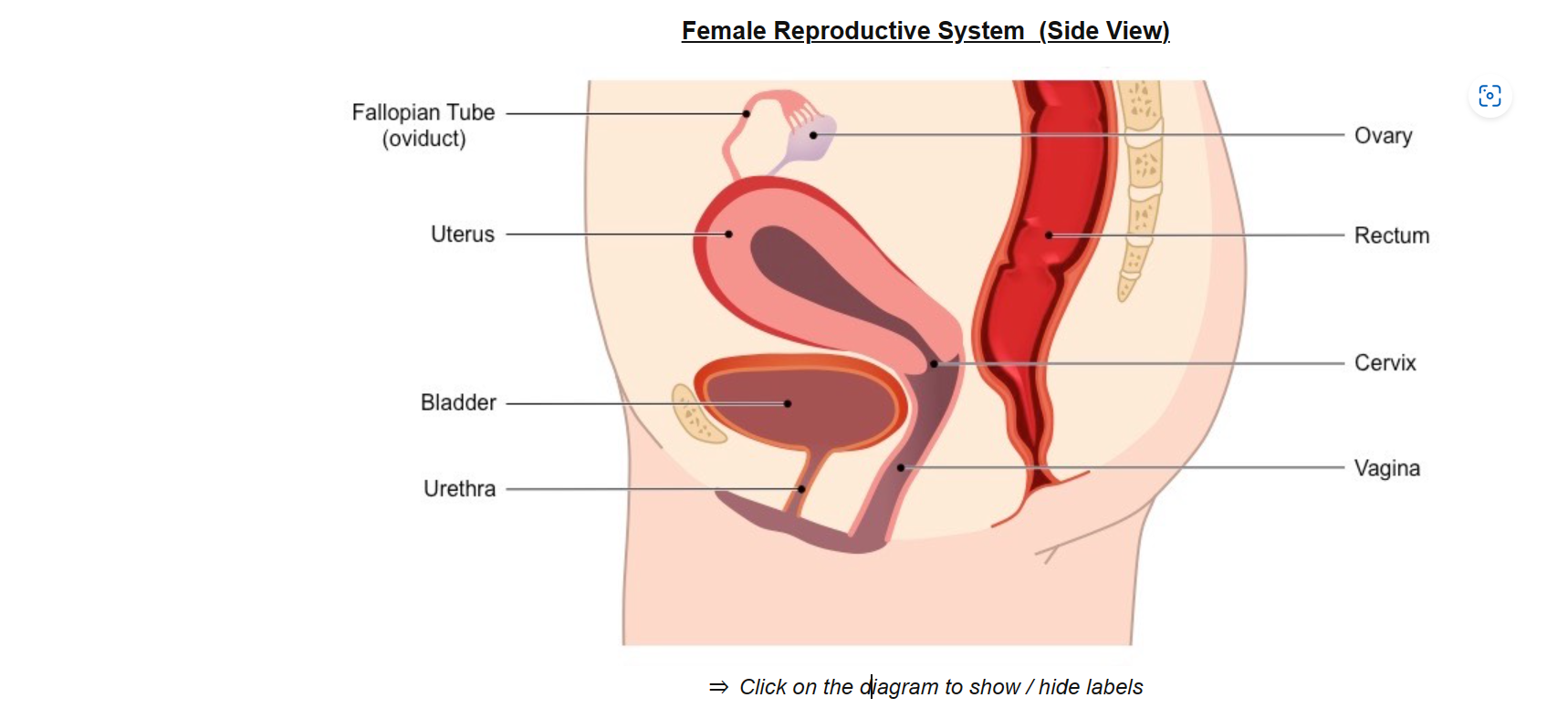 <p>the mucous membrane lining of the uterus </p>