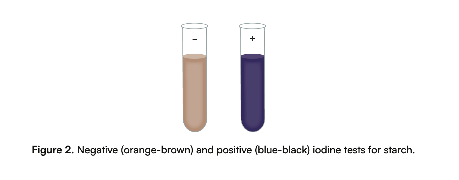 <ul><li><p>Solution used to test for presence of starch</p></li></ul><p></p>