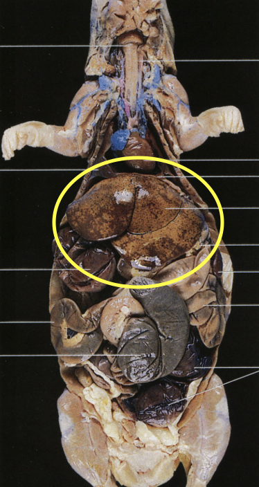 <p>Rat: big and grey, right in the middle</p>