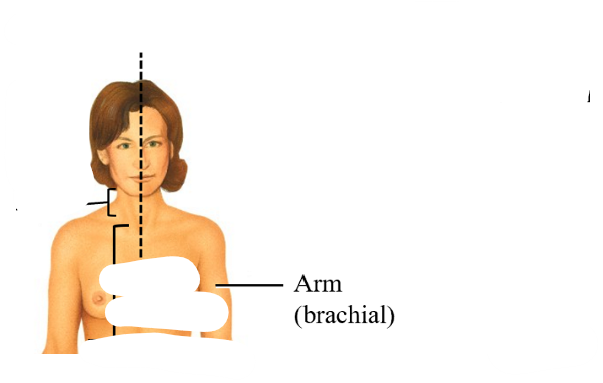<p>brachial</p>