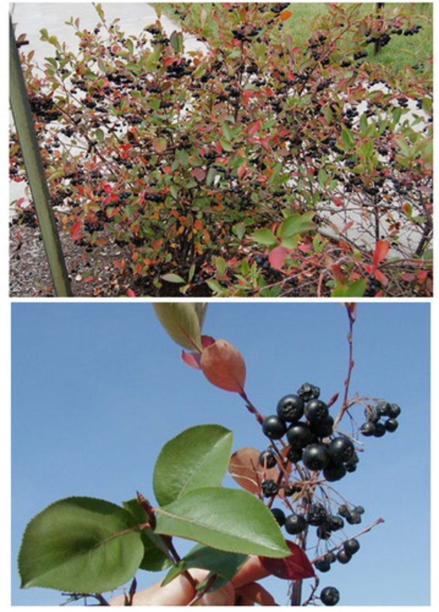 <p>Rosaceae Aronia melanocarpa</p>