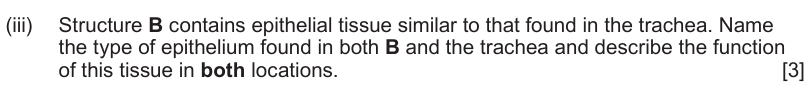 <p>B= Oviducts</p>