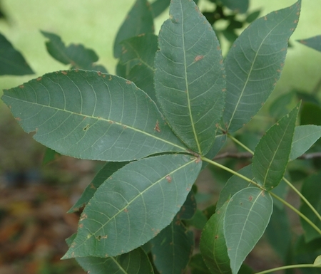 <p>Name this tree (scientific + common name)</p>