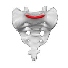<p>name this bone of bone marking</p>