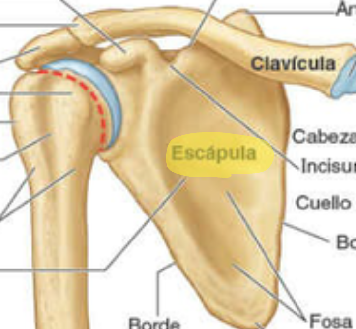 <p>Escapula</p>