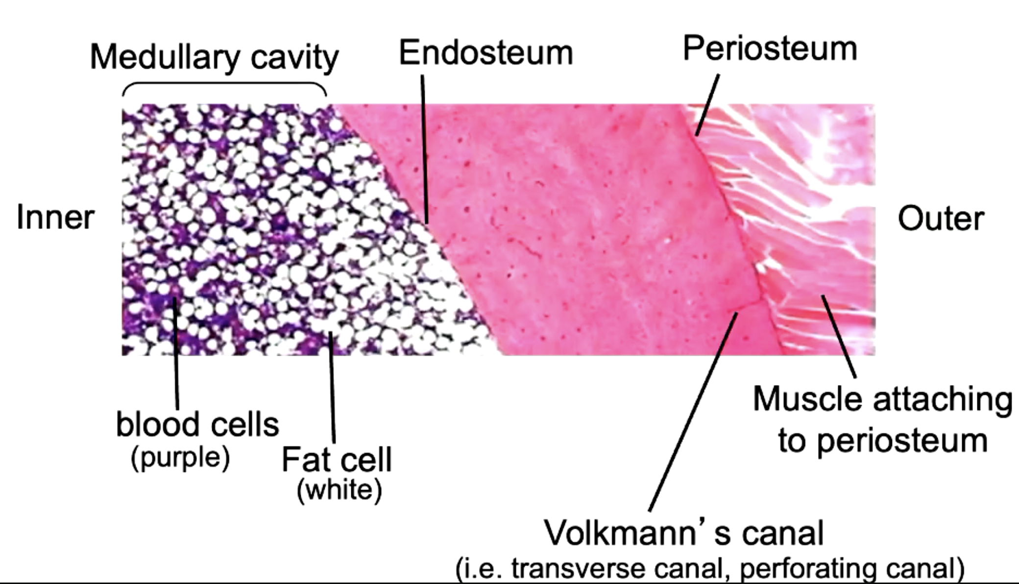 <p>decalcified compact bone</p>