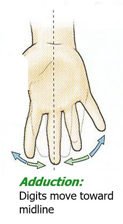 <p>digits move toward midline</p>