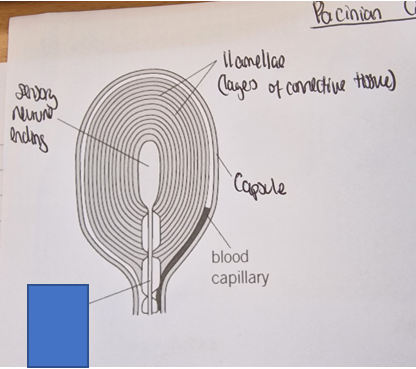 <p>What part of the Pacinian corpuscle is this </p>