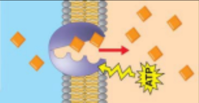 <p>Type of Transport?</p>