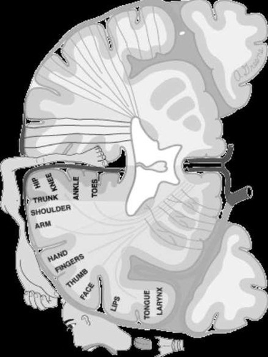 <p>Medial = Lower limb (ACA territory); Lateral = Upper limb and face (MCA territory).</p>