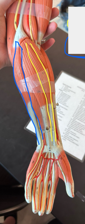 <p>What muscle is the blue line indicating? What action does this muscle perform?</p>