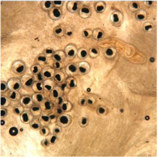 term image