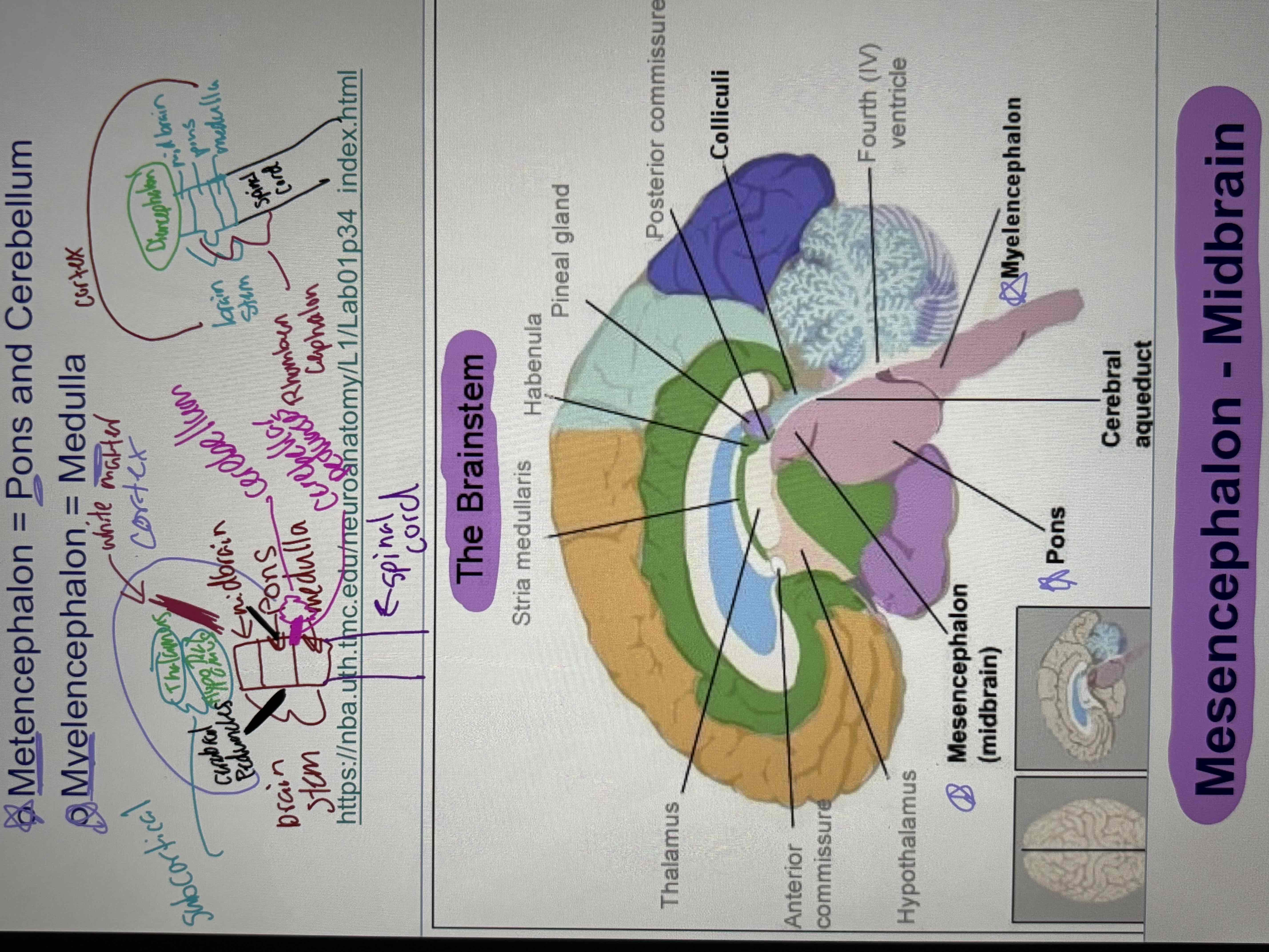 <ul><li><p>mesencephalon- midbrain</p></li><li><p>Rhombencephalon:</p><ul><li><p>metencephalon: pons and cerebellum</p></li><li><p>Myelencephalon: medulla </p></li></ul></li></ul><p></p>