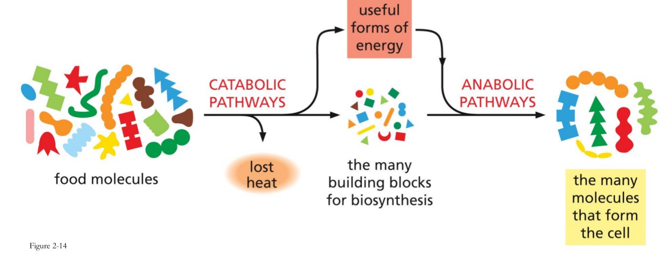 <p><span>Anabolic and catabolic pathways</span></p>