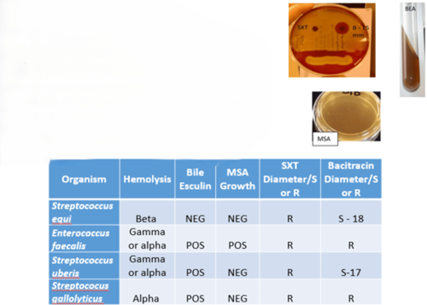 <p>MSA: pos</p><p>Hemolysis: alpha</p><p>BEA: +</p><p>SXT: R</p><p>Bacitracin: R</p><p>Enterococcus faecalis</p>