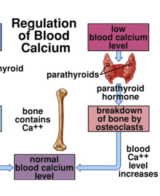 <ul><li><p>Secreted by the <strong>parathyroid glands</strong> (small glands behind the thyroid). when low calcium levels are detected</p></li><li><p>Stimulates breakdown of bone (osteoclasts) to release calcium</p></li><li><p>Increases blood calcium levels.</p></li></ul><p></p>