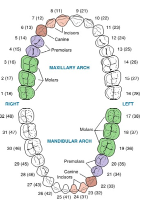 <ul><li><p>second dentition to develop</p></li><li><p>32 teeth in total</p></li><li><p>8 incisors</p></li><li><p>4 canines</p></li><li><p>8 pre molars</p></li><li><p>12 molars </p></li></ul><p></p>