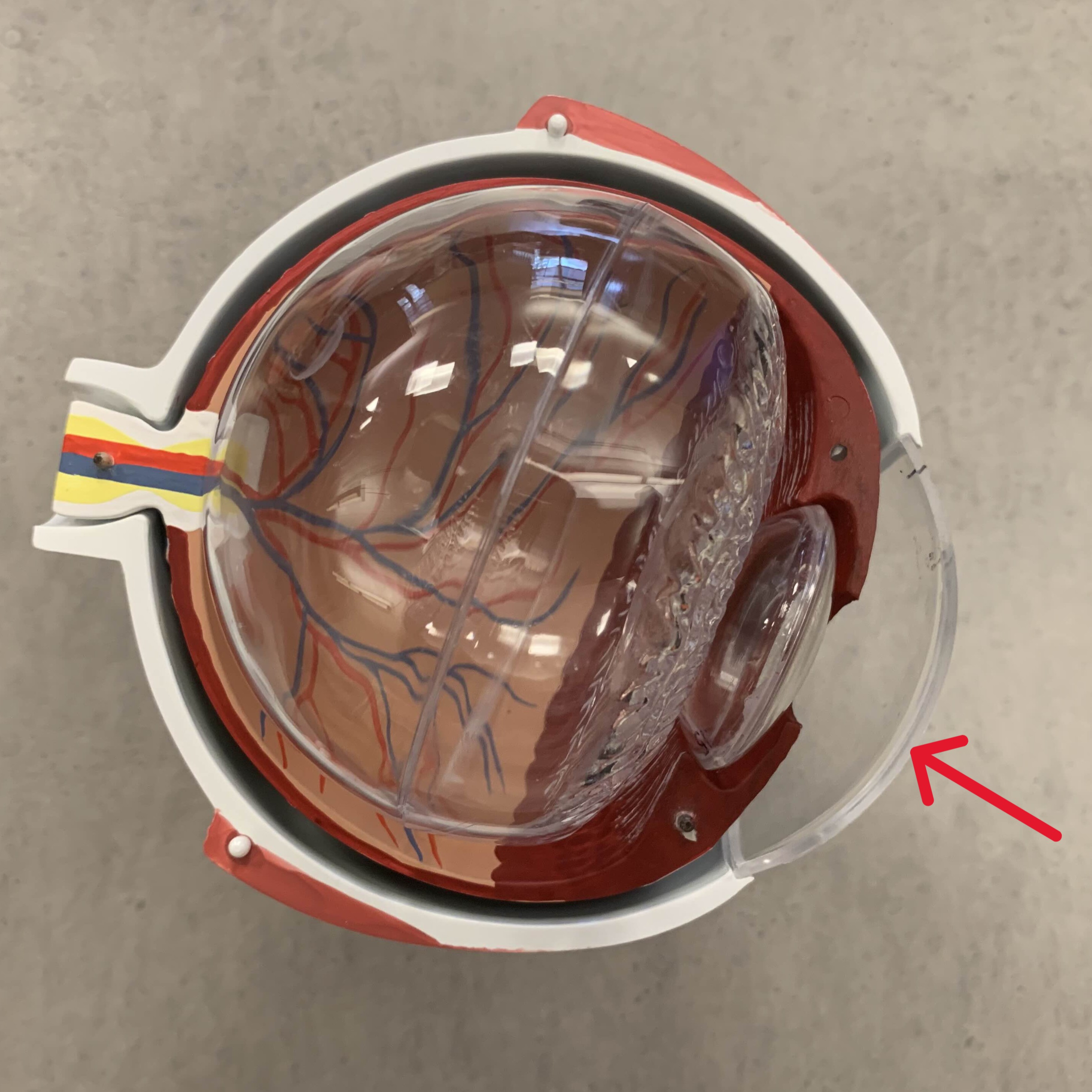 <p>Which part of the eye is:</p><ul><li><p>Outermost len of eye</p></li><li><p>Transparent dome-shaped</p></li></ul><p></p>