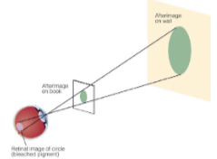 <p>the farther away an afterimage appears, the larger it will seem.</p>