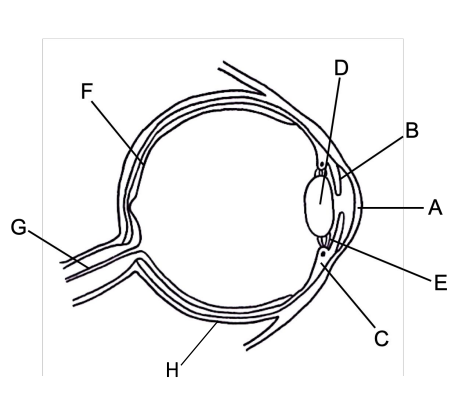 <p>Which letter is the cornea and describe the structure and function of the cornea.</p>