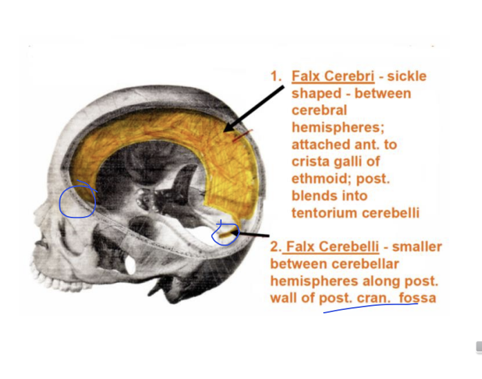 <p>sickle shaped</p><p>attached anteriorly to the crista galli of ethmoid, </p><p>posteriorly it blends into tentorium of the cerebellum</p>