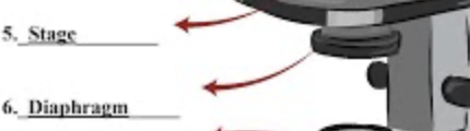 <p>Diaphragm</p>