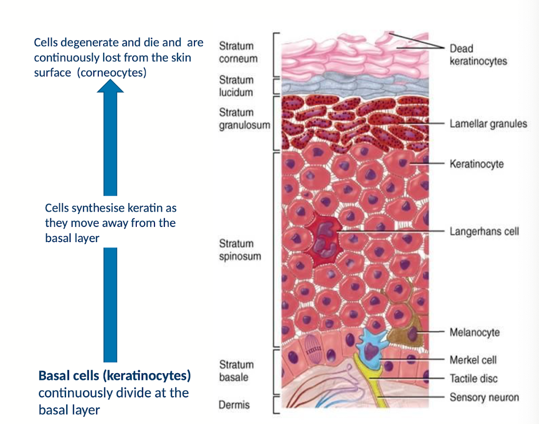 <ul><li><p>Basal cells (also known as keratinocytes) continuously divide at the basal layer</p></li><li><p>Cells synthesize keratin as they move away from the basal layer</p></li><li><p>Cells degenerate and die and are continiously lost from the skin surface (corneocytes), top surface composed of dead keratinocytes</p></li></ul><p></p>