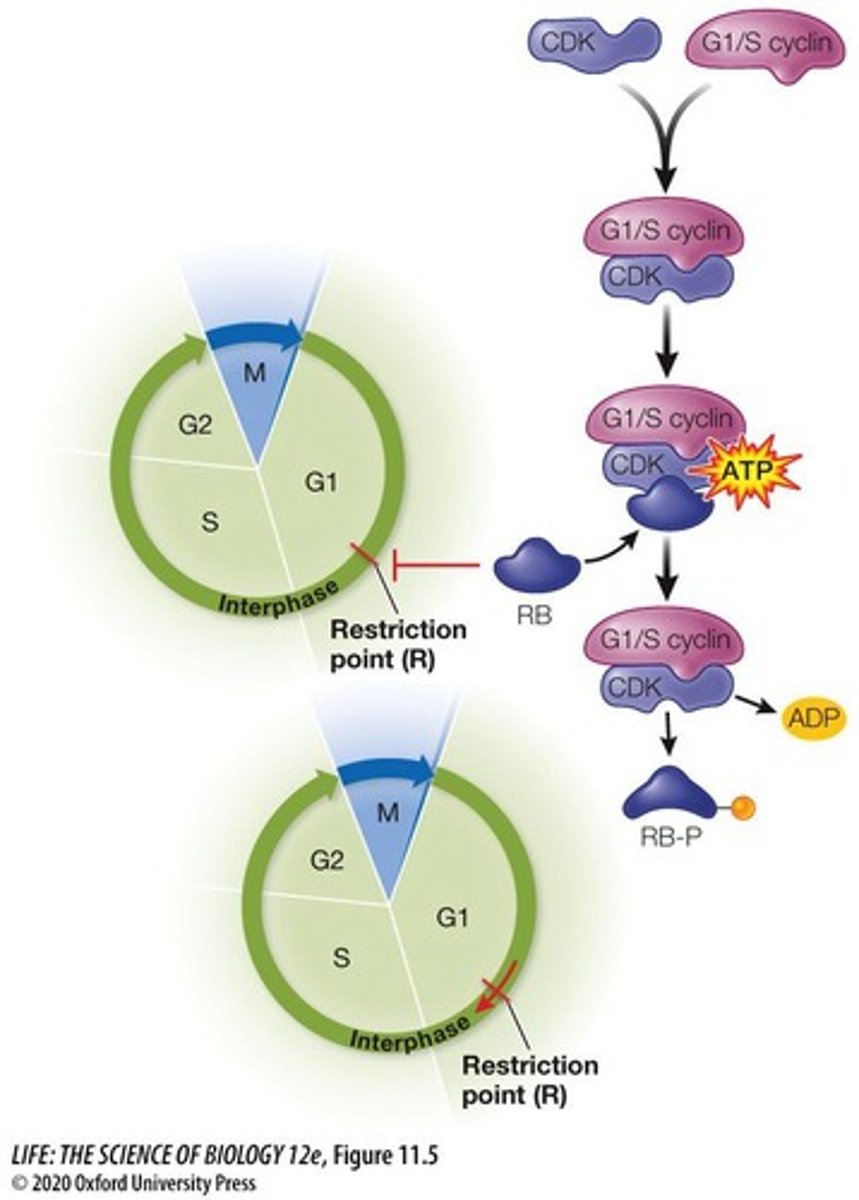 <p>They ensure proper progression through the cell cycle by checking for DNA damage, replication completeness, and other factors.</p>
