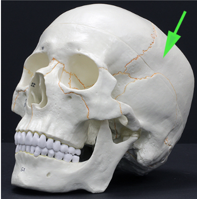 <p>What bone is indicated by the green arrow?</p>