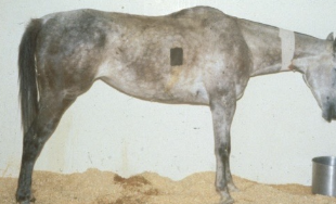 <p>- specific for acute hepatocellular damage</p><p>-shorter half-life (values normalize in 3-5 days)</p><p>-continued increase=continued dz</p><p>-not stable, process quickly</p>