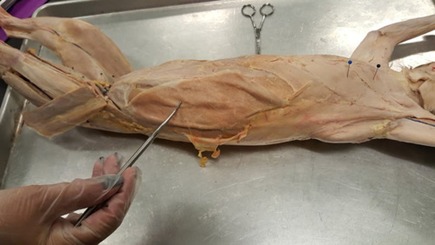 <p>name this muscle</p>