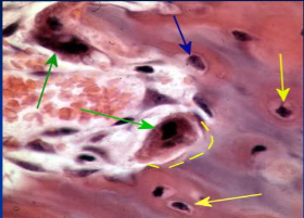 bone forming cells, produce osteoid and convert osteoid to bone by adding calcium salts to it;  when trapped become osteocytes. Produce hormone Osteocalcin that plays a role in activating the fight-or-flight response by switching off the parasympathetic nervous system