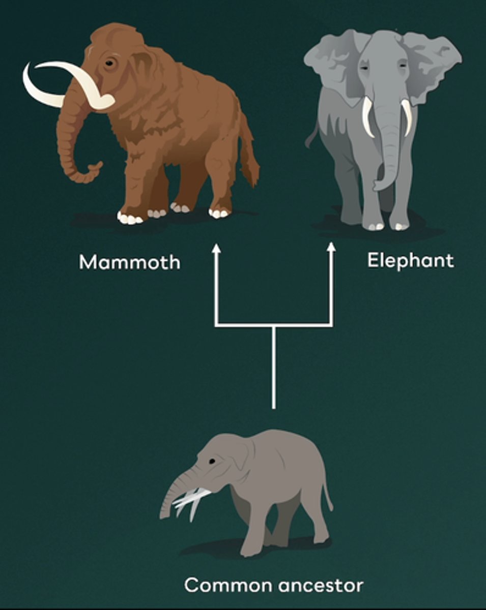 <p>C.Related species evolve similar traits independently after diverging from a common ancestor</p><p>Parallel evolution occurs when related species independently evolve similar traits after diverging from a common ancestor. An example is the Woolly mammoth and modern elephant. After splitting from a common ancestor, they both developed similar traits like large bodies and tusks in response to similar environmental pressures, despite inhabiting different regions.</p>
