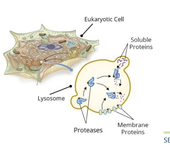<ul><li><p>misfolded or non functional proteins ad other cellular contents are tagged for delivery to the lysosome in an endosome via the endomembrane system</p></li><li><p>cargo is targeted to the lysosome by a specific mannose 6 phosphate (M6P) sugar tag</p></li><li><p>the enzymes that degrade these damaged proteins are also directed to the lysosome with an M6P tag</p></li></ul><p></p><p>vesicles</p><ul><li><p>the engulfed proteins including the membrane proteins and suluble proteins are delivered by vesicles that empty their contents by fusing with the lysosome and are digested by the proteases</p></li></ul><p></p><p>Proteases</p><ul><li><p>the proteases are synthesized in the ER, tagged with M6P, and delivered to the lysosomes by vesicles</p></li><li><p>they digest both soluble proteins and membrane proteins in the lysosome</p></li></ul><p></p>