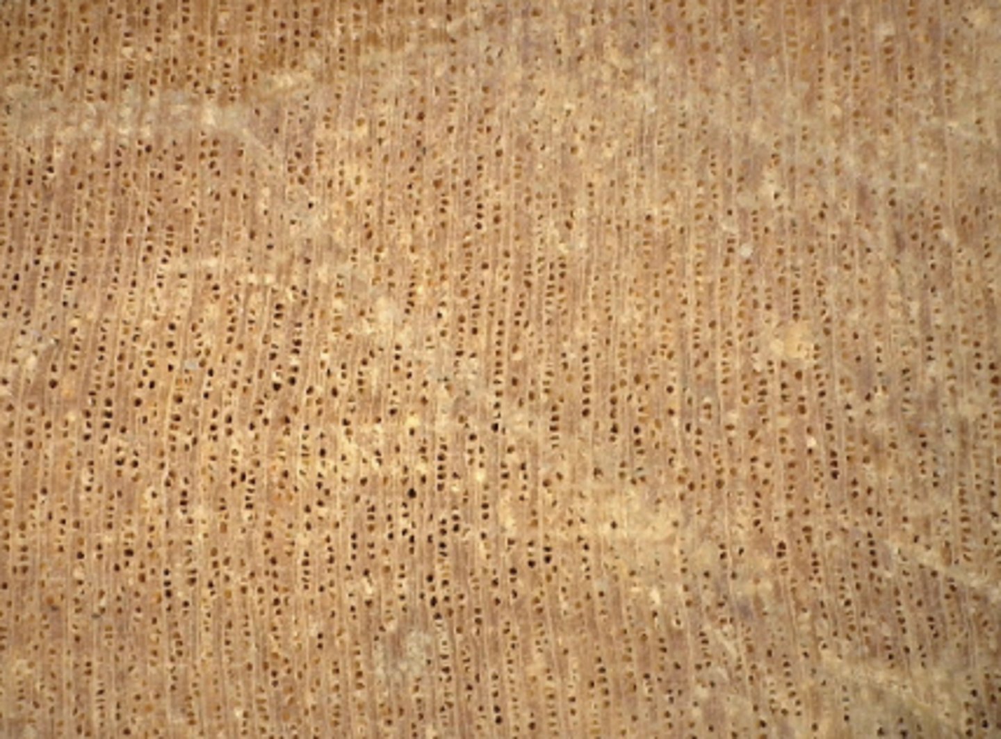 <p>Numerous minute pores; radial multiples of 2-9; indistinct parenchyma</p>